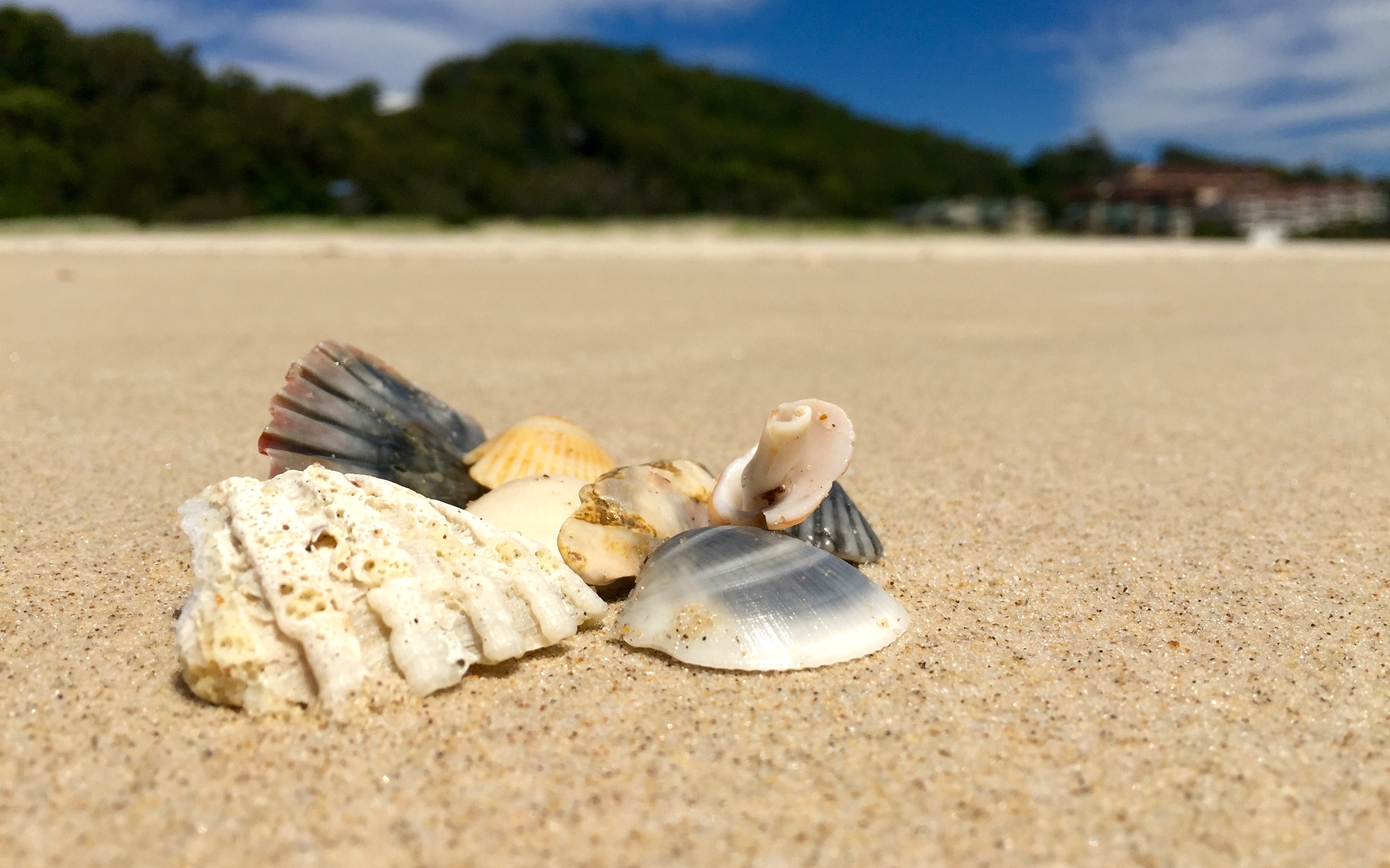 Seashells by the Seashore